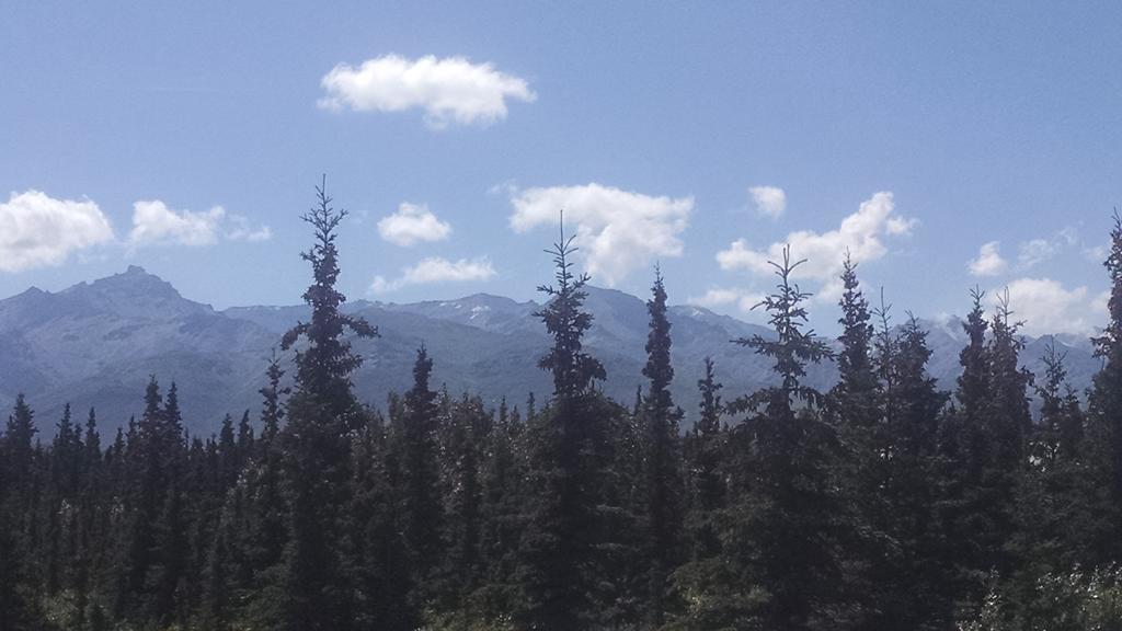 Denali'S Alaskan Spruce Cabins ฮีลี ภายนอก รูปภาพ