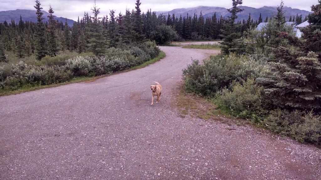 Denali'S Alaskan Spruce Cabins ฮีลี ภายนอก รูปภาพ