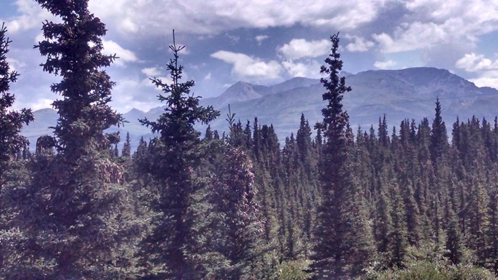 Denali'S Alaskan Spruce Cabins ฮีลี ภายนอก รูปภาพ